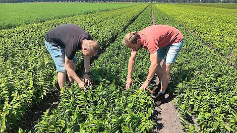 Fotoserie: Onderzoek naar biologische lelieteelt in Dwingeloo