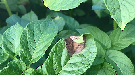 Alle hens aan dek bij de bestrijding van Phytophthora