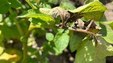 ‘Phytophthora ook in Veenkoloniën aanwezig, maar lijkt beheersbaar’