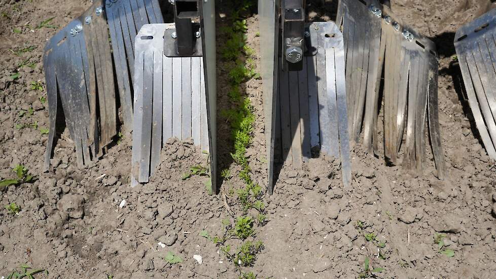 Het jonge gewas wordt niet geraakt door de Andela elektrische schoffel. Afhankelijk van de vochtigheid van de grond, grondsoort en structuur werkt de machine met een dusdanig voltage dat de onkruidplant wordt opgekookt tot 60 graden.