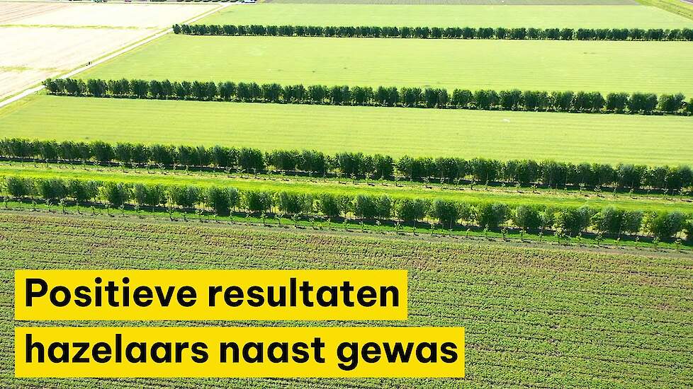 Eerste positieve resultaten in veldproef hazelaars naast gewas