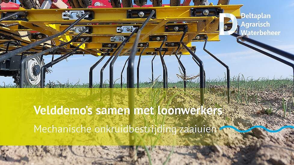 Mechanische onkruidbestrijding in zaaiuien, hoe werkt dat?