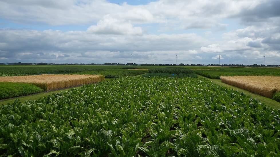 HLB-demo bij Beuling met organische stof.