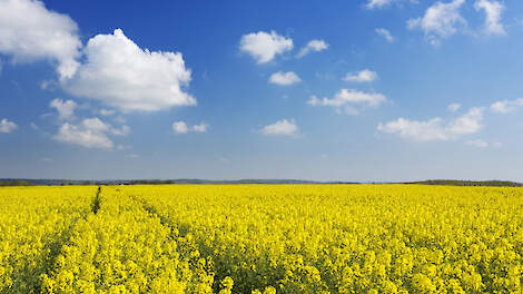 Stikstofruimte groenbemesters verruimen met BlueN®