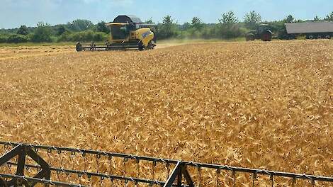 Weinig zonuren nekt graanopbrengsten