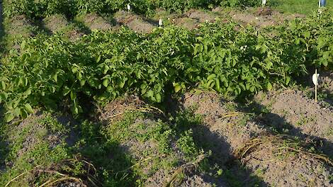 Wegval op demoveld robuuste rassen: ‘Phytophthora is agressiever in het noorden’