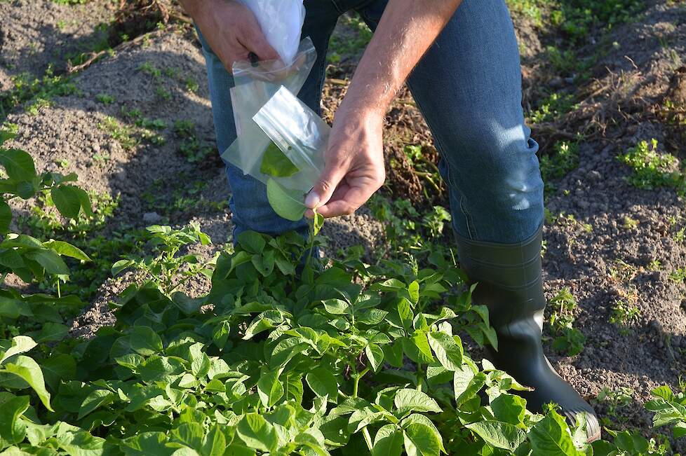 Geert Kessel plukte in het demoveld blaadjes van aangetaste planten om deze te onderzoeken op welke phytophthorastam in de plant aanwezig is.