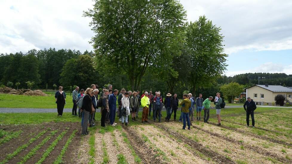 Wortels groeien moeilijk in de mulchlaag