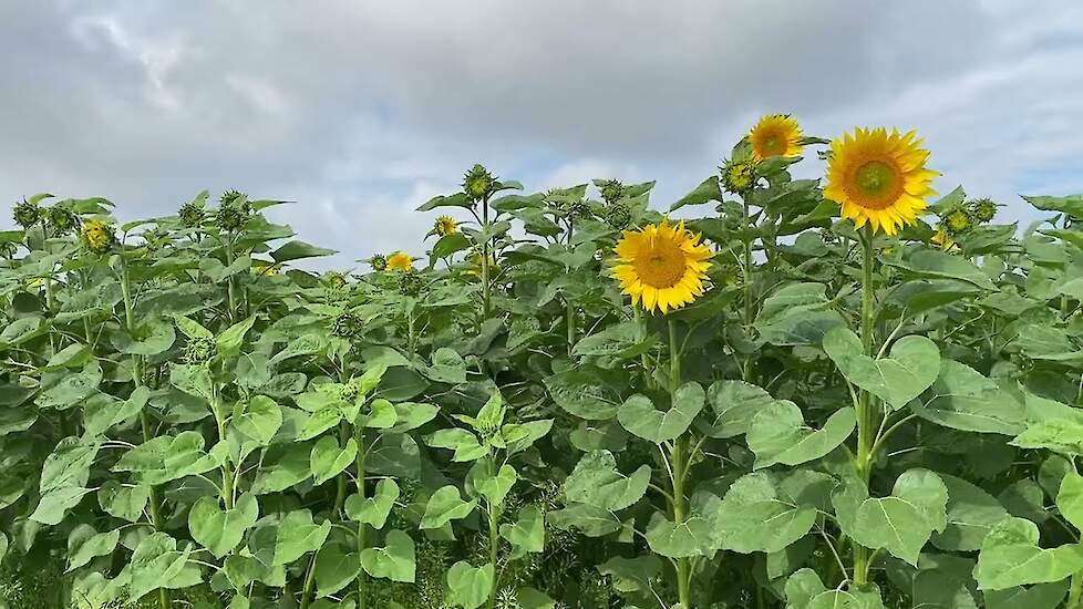 Zo kies je de beste groenbemesters in je bouwplan | Tips van Martijn van Overveld, LG Seeds