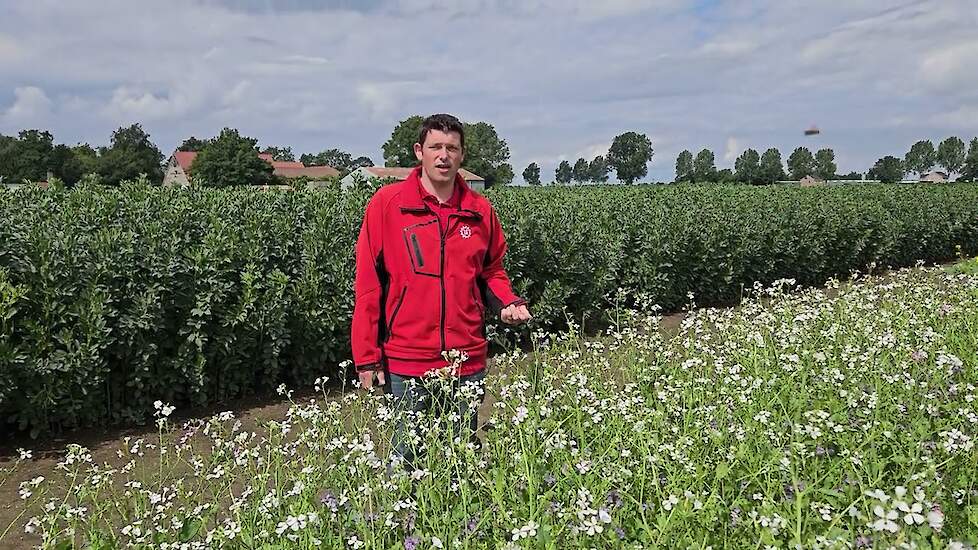 Aaltjes beheersen met groenbemesters: zo pak je het aan | Tips van Martijn van Overveld, LG Seeds