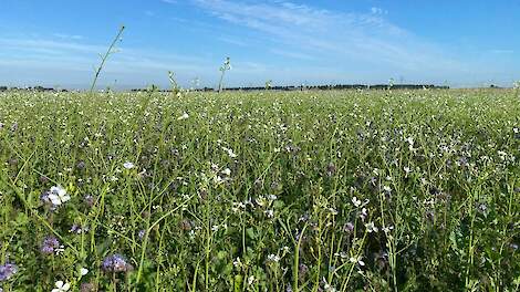 Kies groenbemesters en rustgewassen in bouwplanperspectief