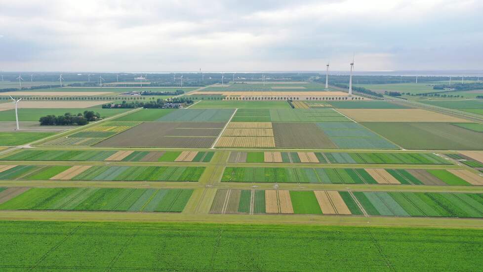 Proefvelden bij Lelystad.