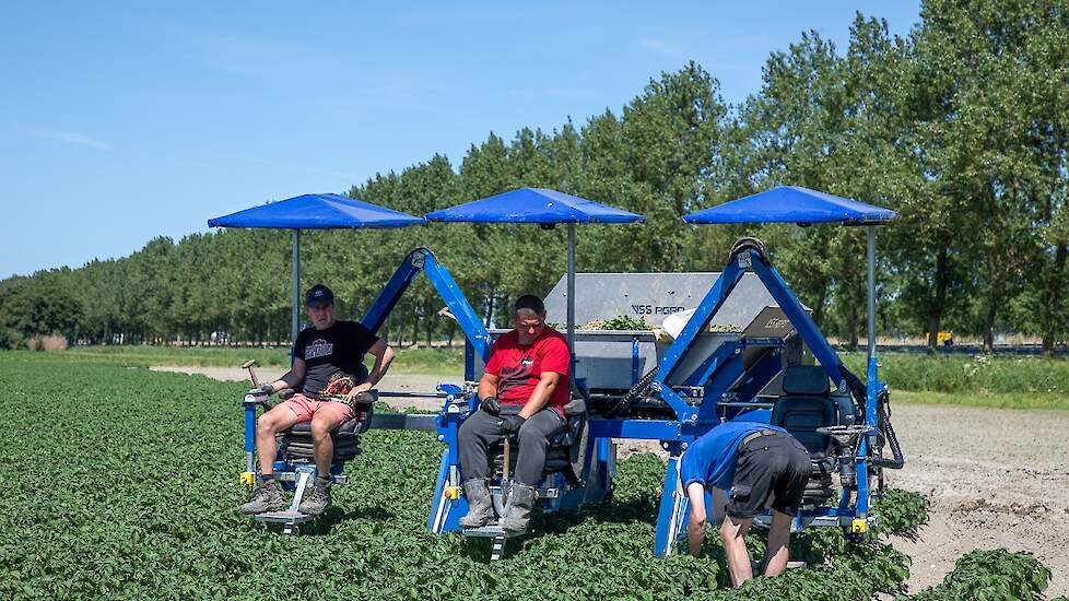 De drie mannen rijden hier op een VSS Agro selectiekar. Het is het tweede seizoen dat de Noord-Hollandse akkerbouwer met deze machine werkt. En tot nu toe bevalt deze goed. „Deze kar is eigenlijk extra. We hebben al twee selectiekarren van Krakei, eentje