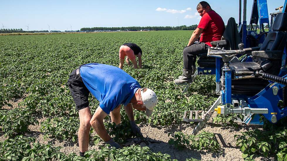 Het is vooral virus waar de mannen op stuiten. Deze Bintjes, klasse S, zijn laat gepoot, rond 20 juni.