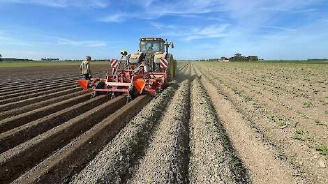 Halewijn De Smet: Aardappelen vroeg verloren door phytophthora, wortelen als alternatief