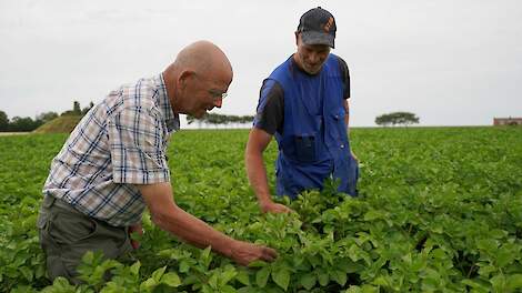 Betere aardappelen in Sexbierum dankzij groene plantversterker