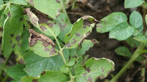 Alternaria in aardappelen beheersen