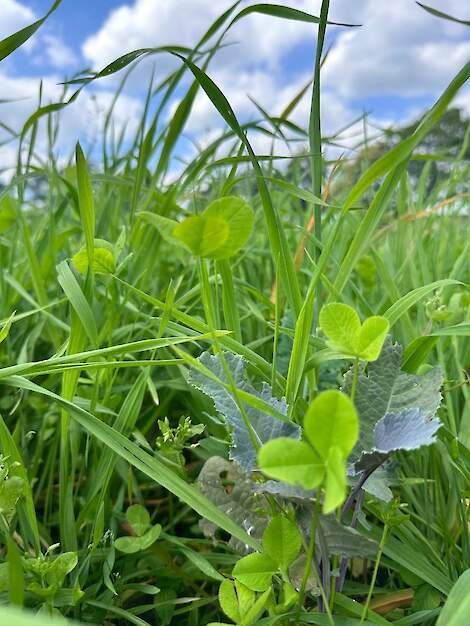 DSV TerraLife CoolSeason groenbemester