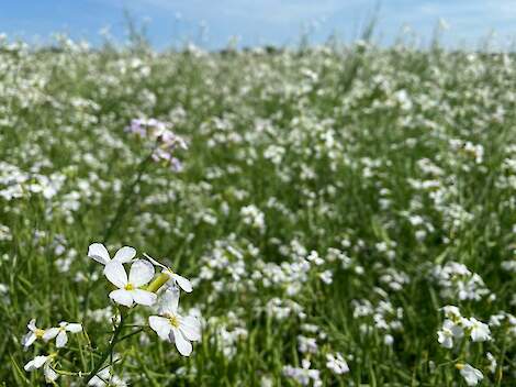 DSV TerraLife SolaRigol groenbemester