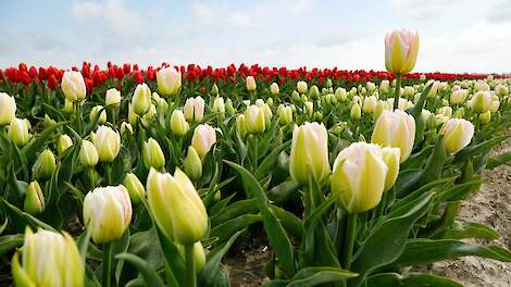 Tulpenareaal in Nederland blijft maar dalen