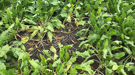 Gevolg zeer natte periode: Rhizoctonia steekt vooral op zandgronden de kop op