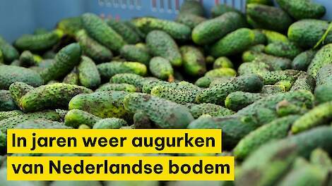 Video: Eerste augurken uit Hijken komen van het land