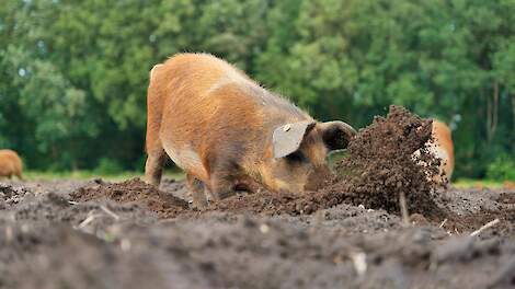 Video: Akkervarkens sporen achtergebleven aardappelen op in Drenthe