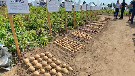 Fotoserie: Naast aardappelen ook volop uien op Kartoffeltag Weuthen