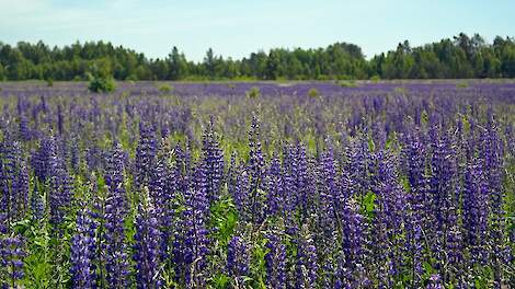 Ruim baan voor lupine