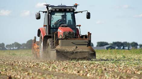 Uienmarkt in mineur; plantuien voor krap 8 cent, weinig export