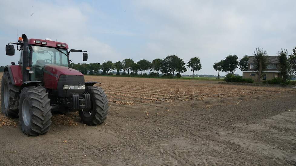 Gerooide uien op perceel