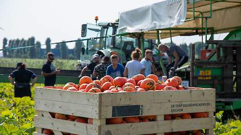 Fotoserie: Pompoenoogst in Zeewolde