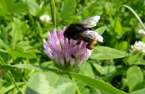 Biodiversiteit in de bodem is net zo belangrijk als bovengrondse biodiversiteit.