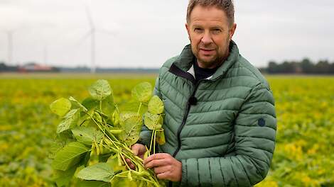 Bij Jumbo vanaf volgend jaar Nederlandse edamame-bonen in het schap