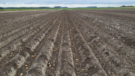 Ganzen zorgen voor flinke schade in aardappelen: '10 ton per hectare aangevreten'