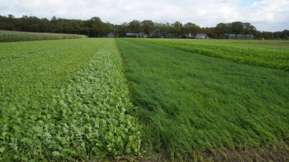 Groenbemesters Marwijksoord