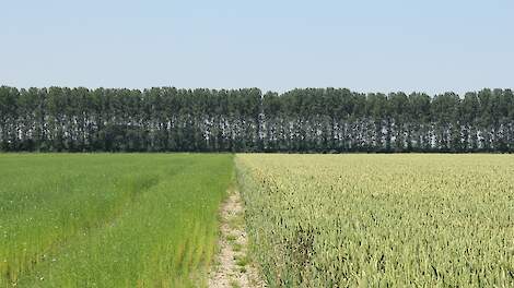 Wortelknobbelaaltjes bestrijden: de beste waardplanten