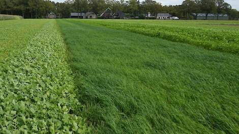 Resistenties in gewas en groenbemesters gebruiken bij aaltjesbeheersing