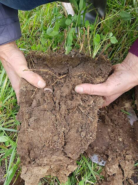 Kruidenrijk grasland heeft een intensieve beworteling.