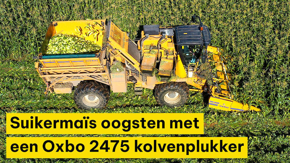 Suikermaïs oogsten met een Oxbo 2475 kolvenplukker