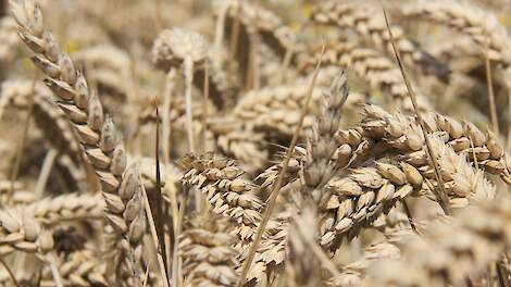 USDA cijfer zorgden voor winstnemingen