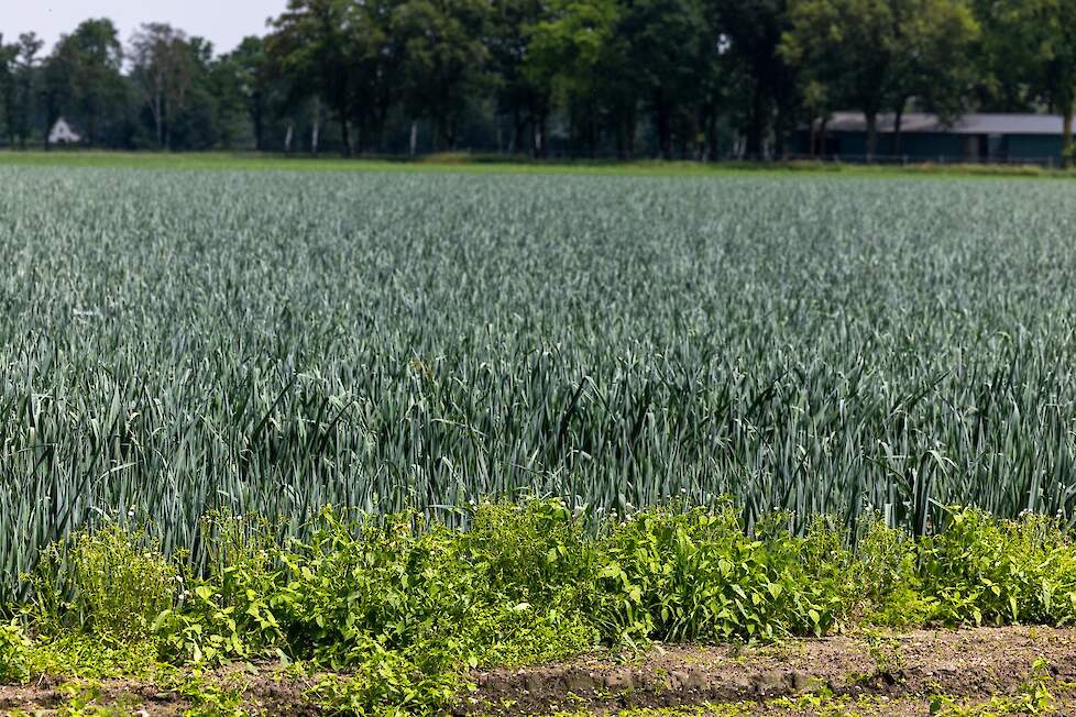 Tijdens de bolvorming hebben uien extra behoefte aan kali, net als aardappelen tijdens de knolzetting. Een bladbemesting kan dan effectief zijn.