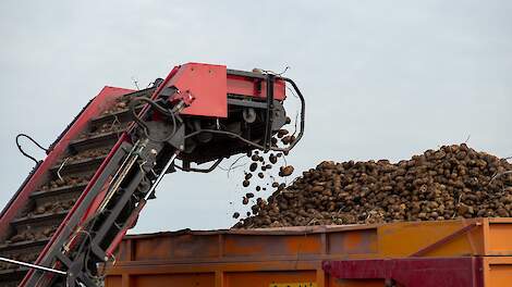 Oogst-update Vlaanderen: 'Over het algemeen latere oogst van pootgoed en tegenvallende kilo’s'