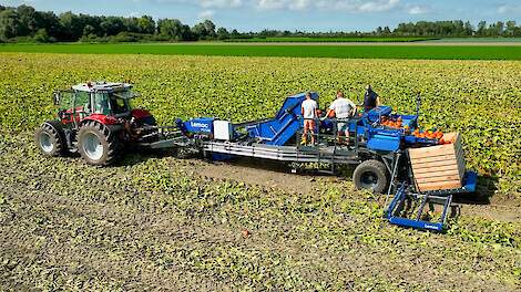 Machinaal pompoenen oogsten biedt kansen