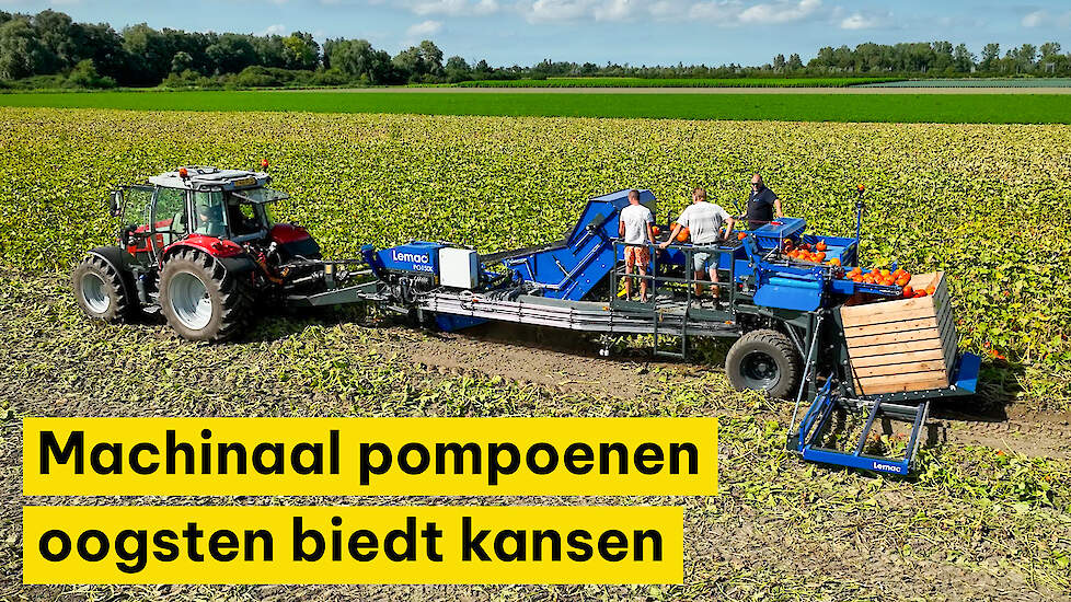 Machinaal pompoenen oogsten biedt kansen