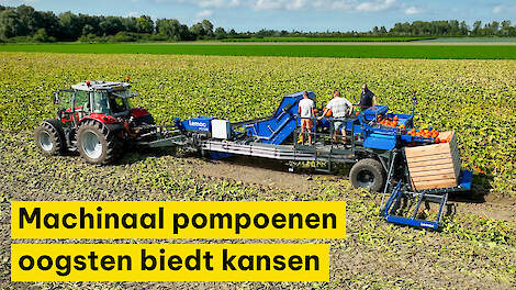 Machinaal pompoenen oogsten biedt kansen