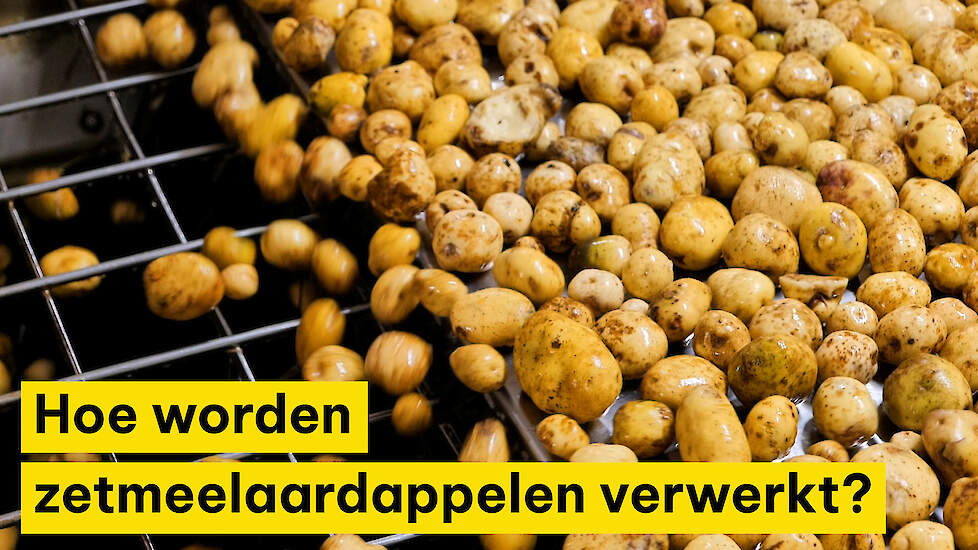 Hoe worden zetmeelaardappelen verwerkt?