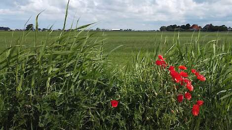 Video: Inspiratie voor een gezond ecosysteem in bodemwinst kennisclips