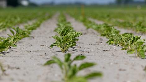 Dit jaar meer aantasting jonge bietenplanten door bietencysteaaltjes