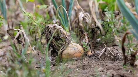 NAV: ‘Te weinig bemest gewas zadelt akkerbouwers op met allerlei problemen’